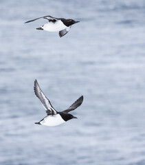  guillemot in flight