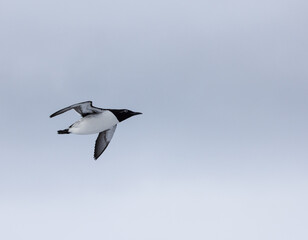  guillemot in flight