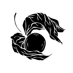 Botanical silhouette of physalis berries.Vector graphics.