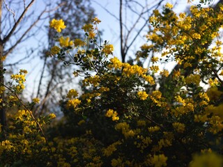 Little yellow flowers