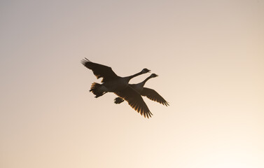 Pair of Canada geese fly overhead in silhouette at sunrise.