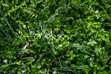 Fototapeta na wymiar Green grass summer plant background texture