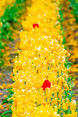 Rows of Dying Yellow Tulip PEdals on Ground in ORegonn