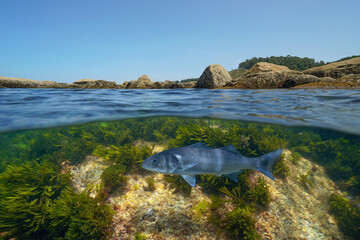 A seabass fish underwater in the ocean (Dicentrarchus labrax) near rocky shore, split view over and under water surface, natural scene, Eastern Atlantic, Spain, Galicia, Rias Baixas