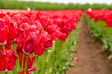 Rows of Romantic Red Tulips Blooming at Woodburn Tulip Farm in Oregonn