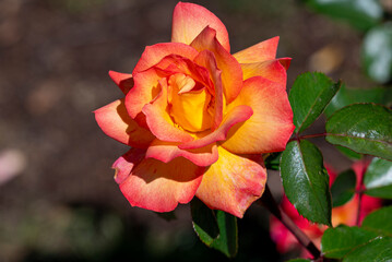 multicolored rose