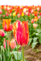 Fire Red and Orange Bloominng Tulip Flower in Field at Woodburn Tulip Farm in Oregon