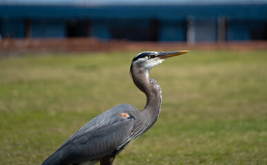 egret looking at the sea
