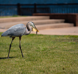 Egret lunch time