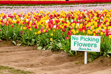 White Sign Saying No Picking Flowers Among Rows of Colorful Blooming Tulips at Woodburn Tulip Farm in Oregon