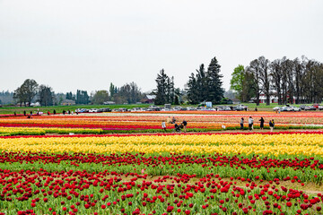 Family Walking Through Rows of Colorful Blooming Tulip Flowers at Woodburn Tulip Farm in Oregon