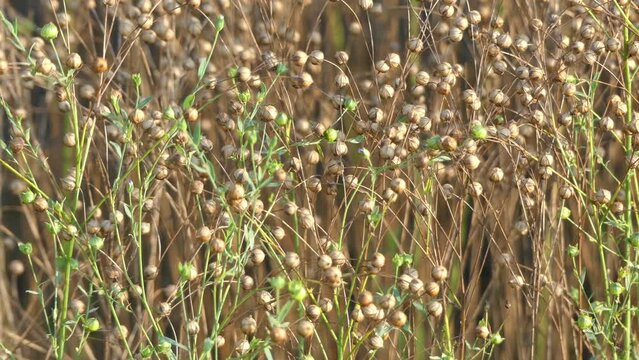 Flax (Linum usitatissimum), also known as common flax or linseed, is a member of the genus Linum in the family Linaceae. It is a food and fiber crop cultivated in cooler regions of the world.