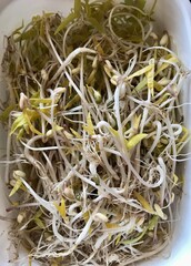 Mound of sprouted mung beans with small roots for eating in water in white germinator on the table. Concept of diet, vegetarianism, vegan, healthy products and proper nutrition. Close-up