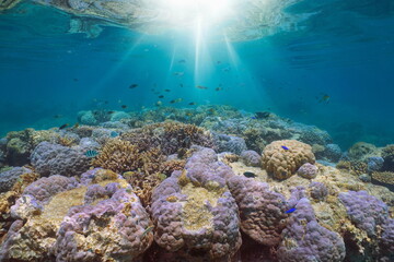 Naklejka na ściany i meble Underwater sunlight on a coral reef with tropical fish in the south Pacific ocean, natural scene, New Caledonia, Oceania