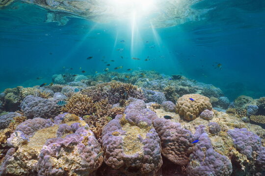 Underwater sunlight on a coral reef with tropical fish in the south Pacific ocean, natural scene, New Caledonia, Oceania
