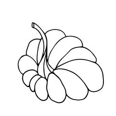 Botanical sketch, outline of a pumpkin. Vector graphics.