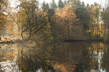 Bäume am See