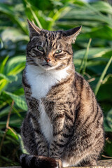 A striking striped cat with a white bib, surrounded by green garden foliage, embodies outdoor tranquility, a good advertisement for luxury pet products.