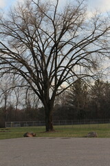 tree in the park