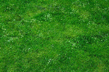 Natural green grass background. Aerial view of lawn