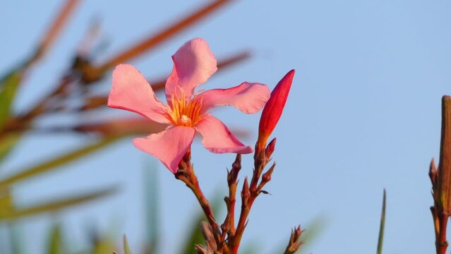 Nerium oleander in dogbane family Apocynaceae