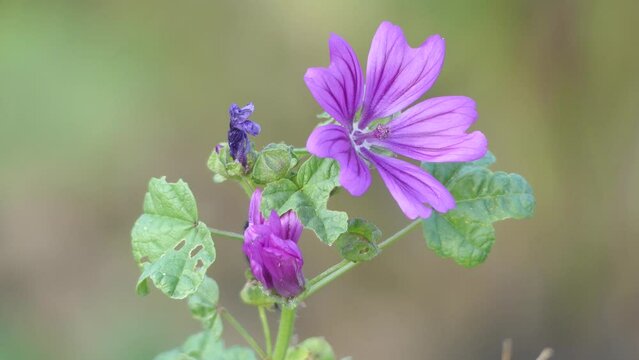 Malva sylvestris is species of mallow genus Malva in family of Malvaceae and is considered to be type species for genus. Known as common mallow to English-speaking Europeans.