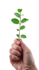Fototapeta na wymiar hand holding young plant isolate on white background