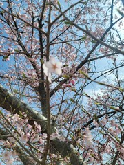 sakura 벚꽃  Cherry blossom
