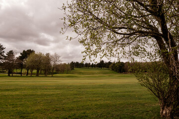 Fototapeta premium spring in the park