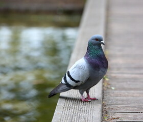 Pigeon stands on a wooden ppier, lake in soft focus in background