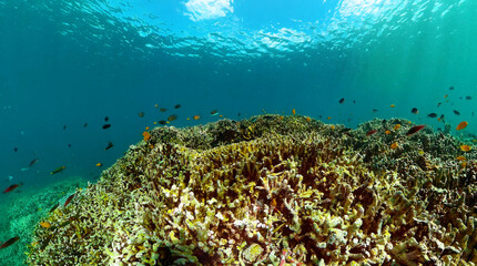 Diving and snorkeling scene. Colorful tropical fish and coral reef.