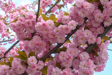 Pink flowers sakura on a branch of blooming cherry. Japanese cherry blossoms in the springtime garden. Beautiful spring tree.