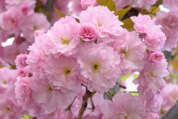 Pink flowers sakura on a branch of blooming cherry. Japanese cherry blossoms in the springtime garden. Beautiful spring tree.