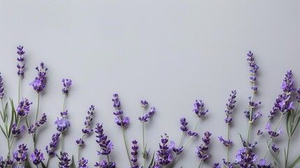 A frame made of fresh lavender flowers and green leafy flower stalks on a white background. Flat overlay, top view, copy space