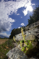 Orchid (Aceras anthropophorum). Man orchid flower Aceras antropophorum. Monte Doglia, Alghero, Sardinia. Italy.