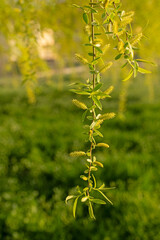 Close-up of a willow branch. Salix babylonica. © TAMER YILMAZ