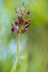 bug orchid (Orchis fragrans) Anacamptis coriophora growing in meadow. Muros, Sassari, Sardinia, Italy - obrazy, fototapety, plakaty