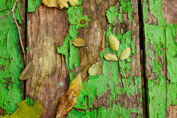 Autumn yellow fallen leaves and twigs on old wooden background texture of boards with cracked green paint. Shabby grunge wood panels, frame, flat lay. Fall season concept