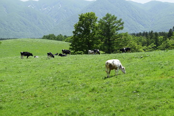 牛の放牧 月山高原牧場 山形県