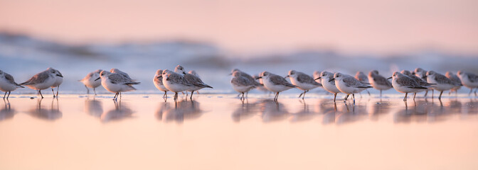 Birds in the wild. Birds on the beach during sunset. Reflections on the water. Flying and waterfowl species of birds. Photo for wallpaper or background.