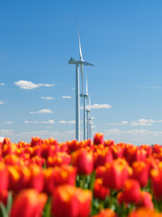 Field with tulips and wind turbines. A wind generator in a field in the Netherlands. Green energy production. Landscape with flowers at the day time. Photo for wallpaper and background.