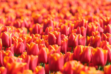 Tulips as a background. Field. Blooming season.  Colors as background and wallpaper. A field with tulips. Blurred background.