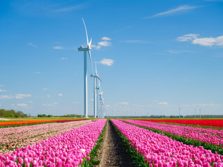 Field with tulips and wind turbines. A wind generator in a field in the Netherlands. Green energy production. Landscape with flowers at the day time. Photo for wallpaper and background. - 784802566
