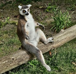 Fototapeta premium Lazy ring lemur