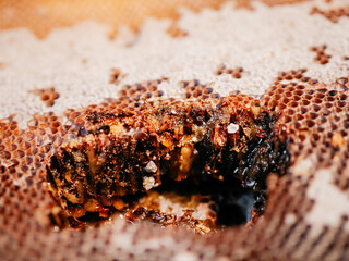 Dark color honeycomb with honey. Selective focus. High quality sweet organic product.