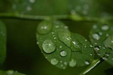 Large Drops Of Rain Begin To Merge On Small Green Leaf