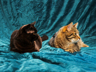 Black and tabby brown color cat on velvet cloth surface. Friends concept. Home pet studio shot.