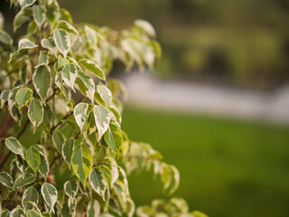 Green leaf in focus, park footpath out of focus in the background. Nature theme.