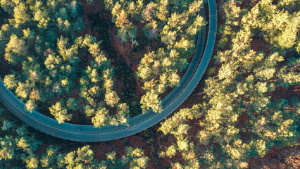 Obraz premium Cycling through the trees / Fietsen door de Bomen - Hechtel-Eksel (Bosland)