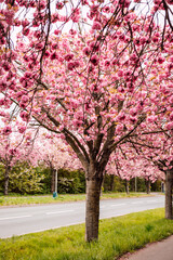Naklejka premium Sakura Alley. Blooming rose trees in the park. Spring Nature